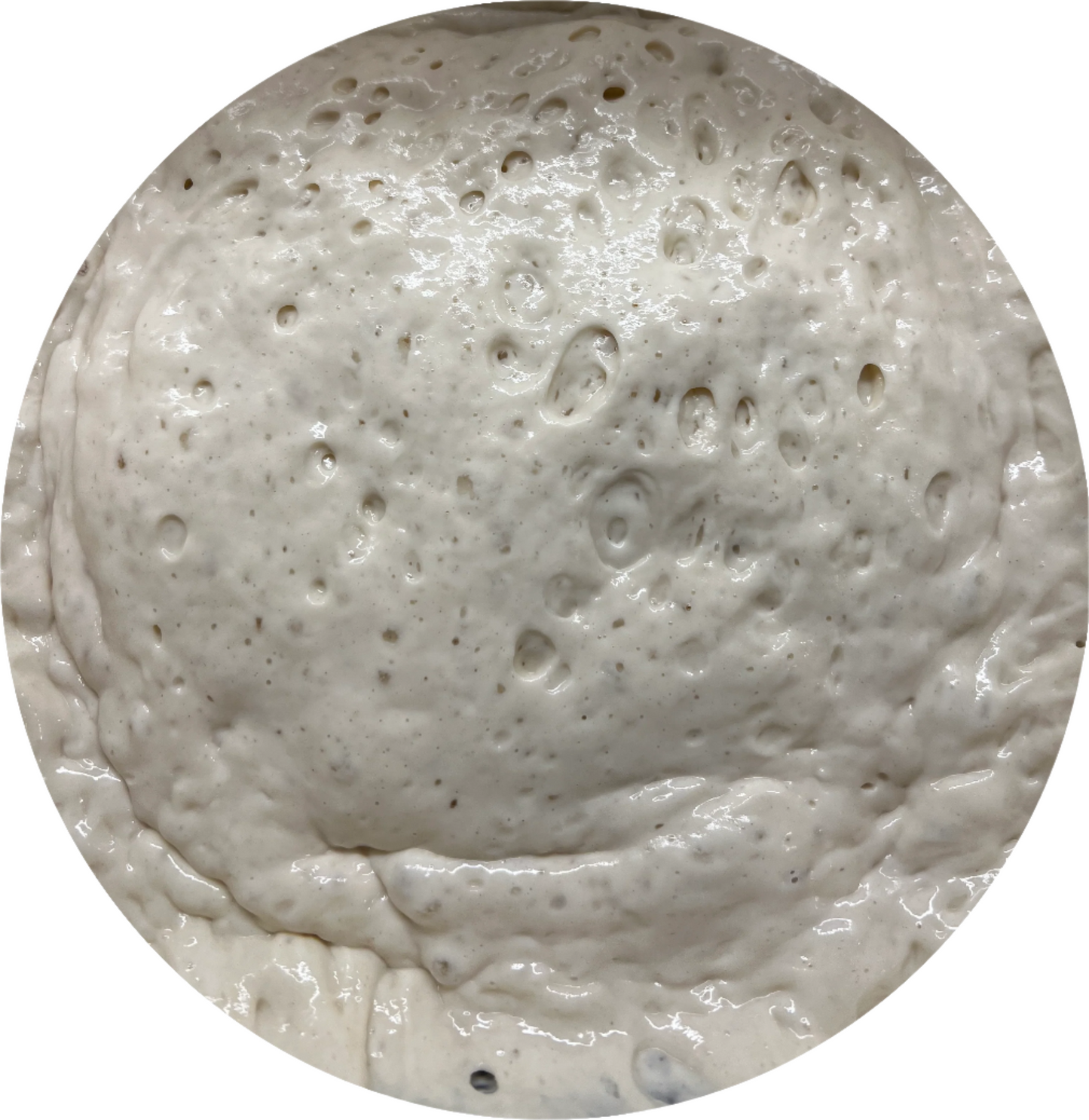 Sourdough Starter